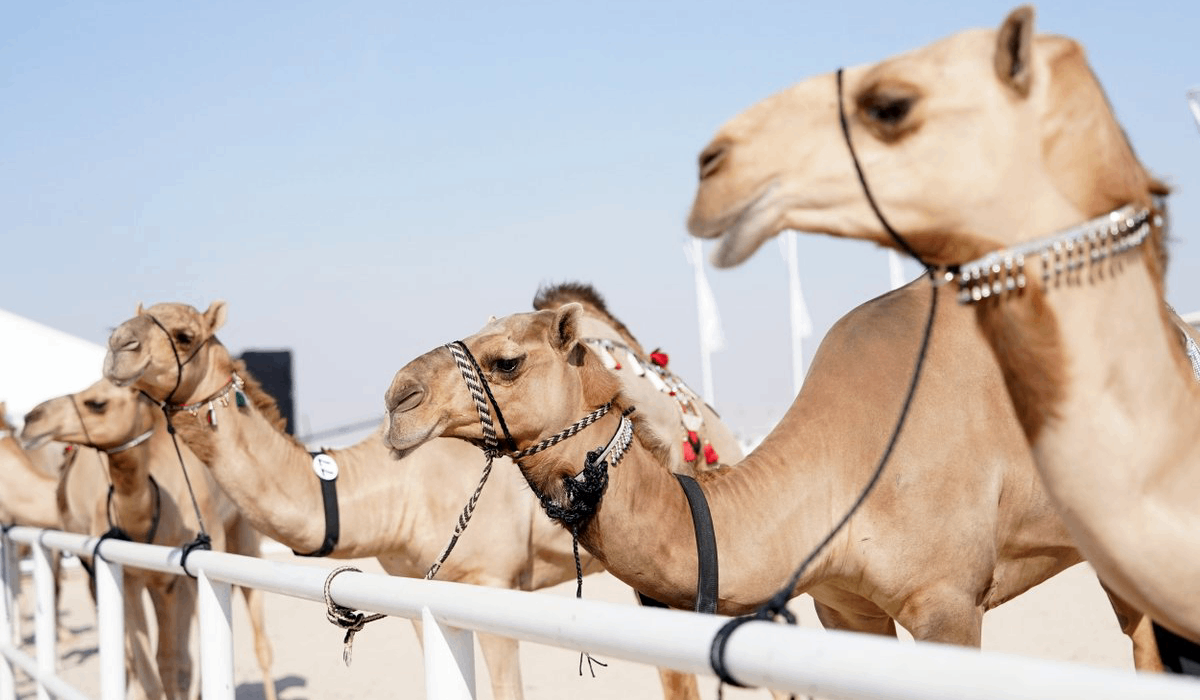 Qatar Camel Festival 'Jazilat Al-Atta' 2026 Kicks Off Sunday